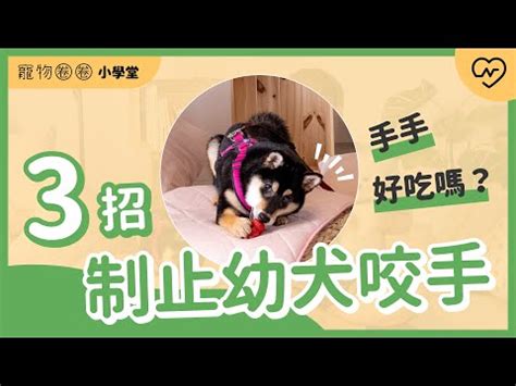 幼犬咬手糾正